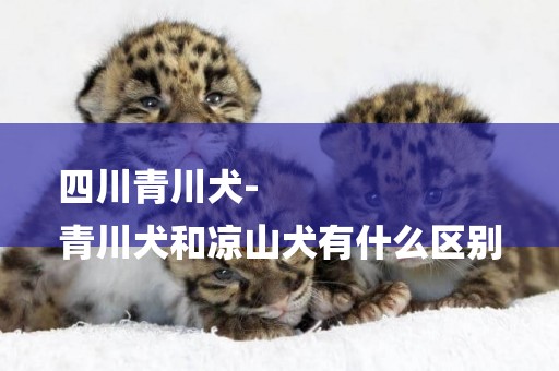 四川青川犬-
青川犬和涼山犬有什么區別