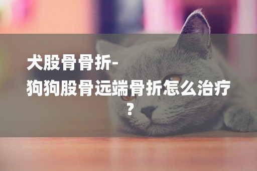 犬股骨骨折-
狗狗股骨遠端骨折怎么治療？
