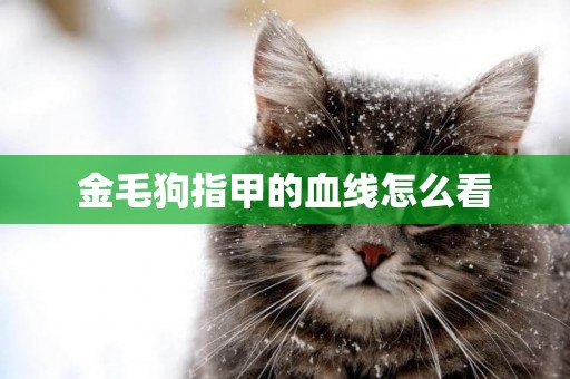 金毛狗指甲的血線怎么看