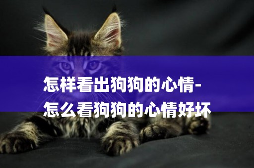 怎樣看出狗狗的心情-
怎么看狗狗的心情好壞
