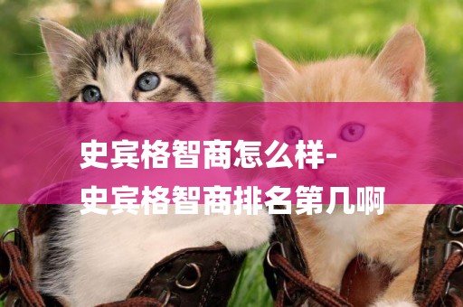 史賓格智商怎么樣-
史賓格智商排名第幾啊