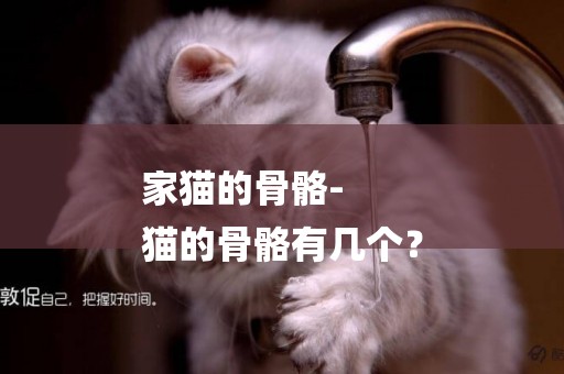 家貓的骨骼-
貓的骨骼有幾個？