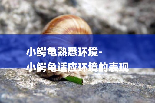 小鱷龜熟悉環境-
小鱷龜適應環境的表現