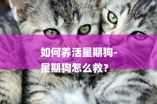 如何養活星期狗-
星期狗怎么救？