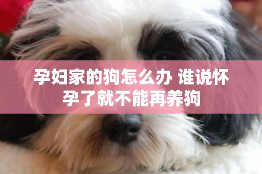 孕婦家的狗怎么辦 誰說懷孕了就不能再養狗