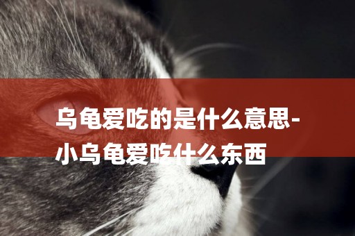 烏龜愛吃的是什么意思-
小烏龜愛吃什么東西