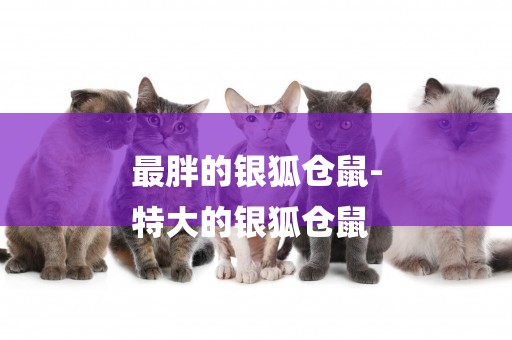 最胖的銀狐倉鼠-
特大的銀狐倉鼠