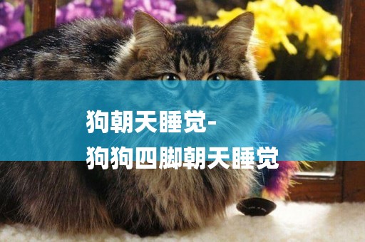 狗朝天睡覺-
狗狗四腳朝天睡覺