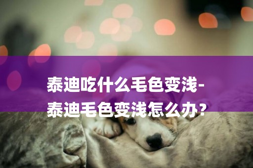 泰迪吃什么毛色變淺-
泰迪毛色變淺怎么辦？