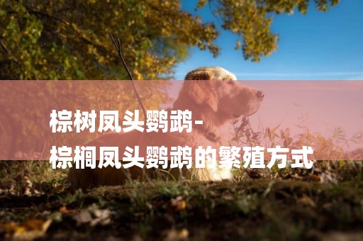 棕樹鳳頭鸚鵡-
棕櫚鳳頭鸚鵡的繁殖方式