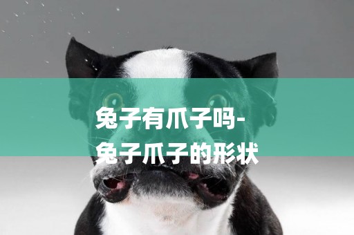 兔子有爪子嗎-
兔子爪子的形狀