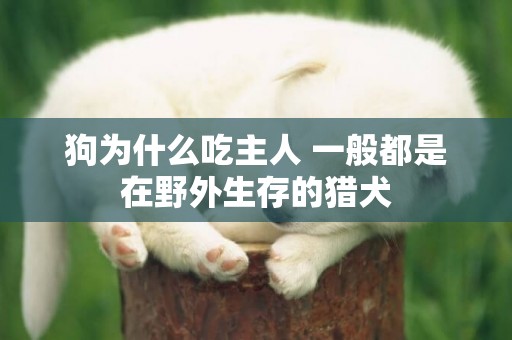 狗為什么吃主人 一般都是在野外生存的獵犬
