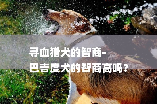 尋血獵犬的智商-
巴吉度犬的智商高嗎？