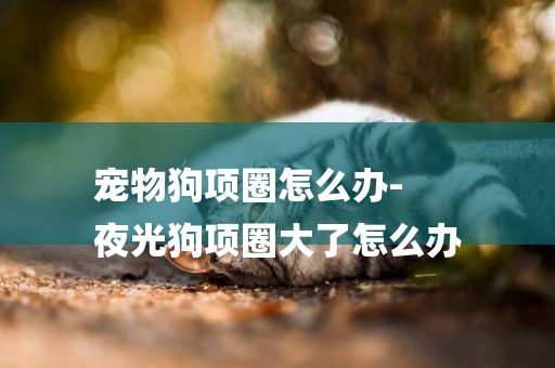 寵物狗項圈怎么辦-
夜光狗項圈大了怎么辦