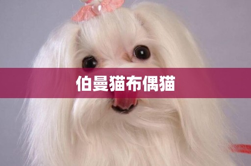 伯曼貓布偶貓