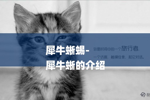 犀牛蜥蜴-
犀牛蜥的介紹