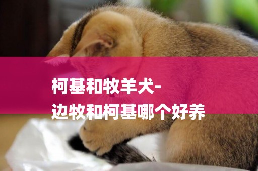 柯基和牧羊犬-
邊牧和柯基哪個好養