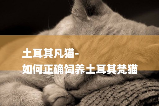 土耳其凡貓-
如何正確飼養土耳其梵貓