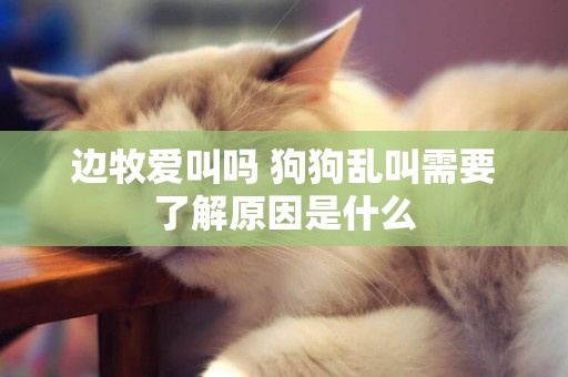 邊牧愛叫嗎 狗狗亂叫需要了解原因是什么