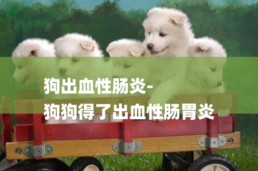 狗出血性腸炎-
狗狗得了出血性腸胃炎