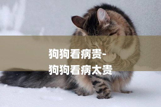 狗狗看病貴-
狗狗看病太貴