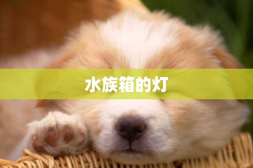 水族箱的燈
