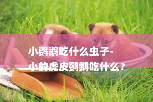 小鸚鵡吃什么蟲子-
小的虎皮鸚鵡吃什么？