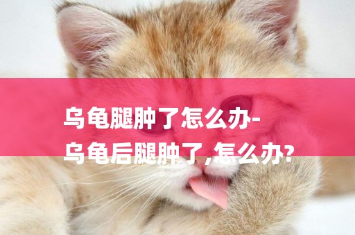 烏龜腿腫了怎么辦-
烏龜后腿腫了,怎么辦?
