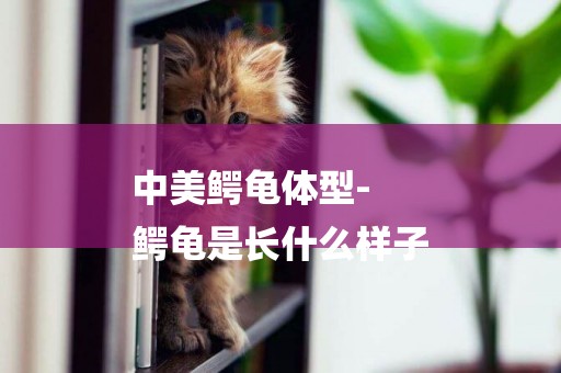 中美鱷龜體型-
鱷龜是長什么樣子