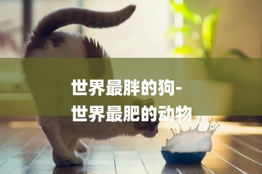 世界最胖的狗-
世界最肥的動物