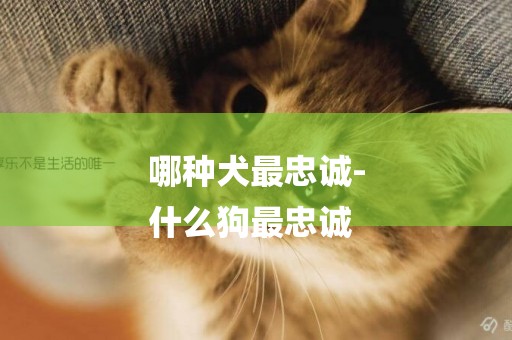 哪種犬最忠誠-
什么狗最忠誠