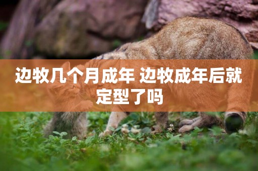 邊牧幾個月成年 邊牧成年后就定型了嗎