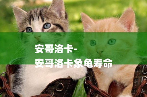 安哥洛卡-
安哥洛卡象龜壽命