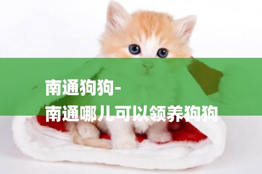 南通狗狗-
南通哪兒可以領養狗狗