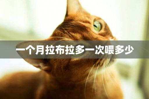 一個月拉布拉多一次喂多少
