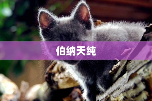 伯納天純