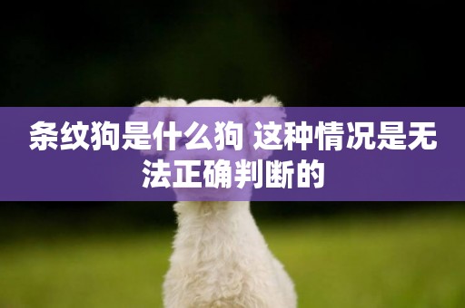 條紋狗是什么狗 這種情況是無法正確判斷的