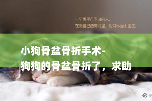 小狗骨盆骨折手術-
狗狗的骨盆骨折了，求助