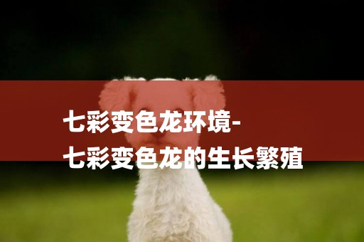 七彩變色龍環境-
七彩變色龍的生長繁殖