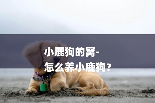 小鹿狗的窩-
怎么養小鹿狗？