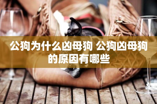 公狗為什么兇母狗 公狗兇母狗的原因有哪些
