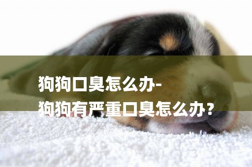 狗狗口臭怎么辦-
狗狗有嚴重口臭怎么辦？