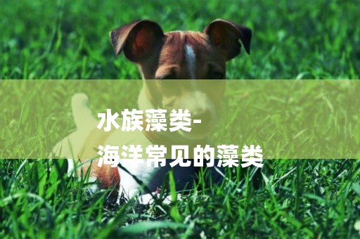 水族藻類-
海洋常見的藻類