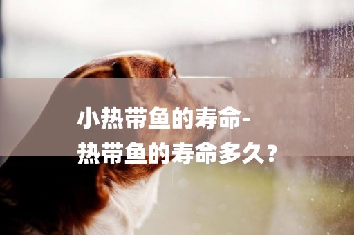 小熱帶魚的壽命-
熱帶魚的壽命多久？