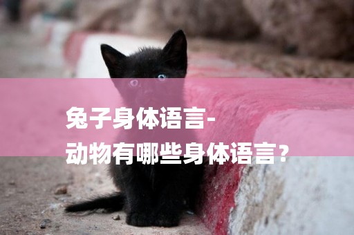 兔子身體語言-
動物有哪些身體語言？