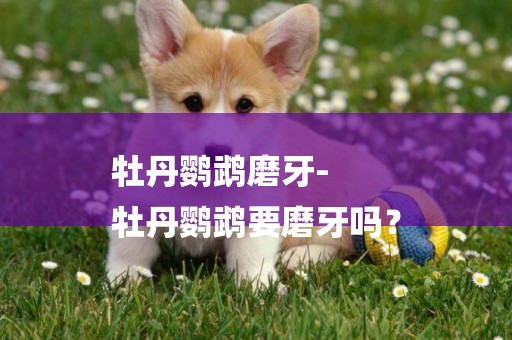 牡丹鸚鵡磨牙-
牡丹鸚鵡要磨牙嗎？