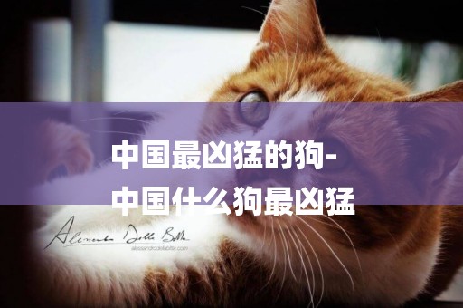 中國最兇猛的狗-
中國什么狗最兇猛