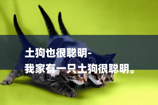 土狗也很聰明-
我家有一只土狗很聰明。
