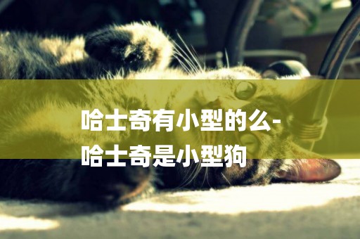 哈士奇有小型的么-
哈士奇是小型狗