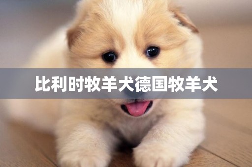 比利時牧羊犬德國牧羊犬